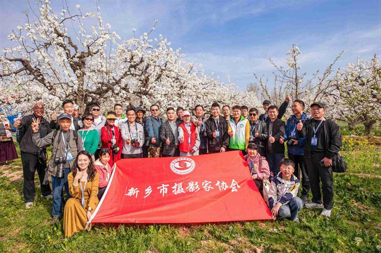 百年梨园绽放长卷，镜头定格中原春景
